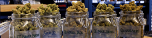 Medical Marijuana 